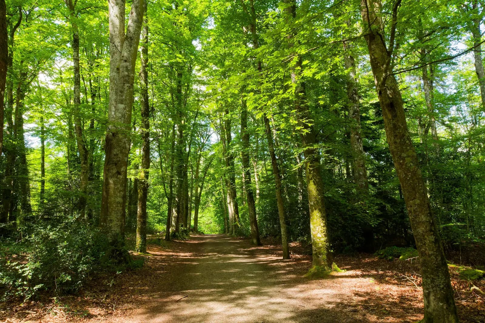 A sunlit path running between green trees.