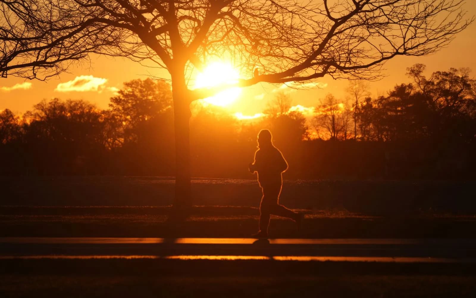 A runner in silhouette jogging along a park path at sunset, with a bare tree and the low sun behind