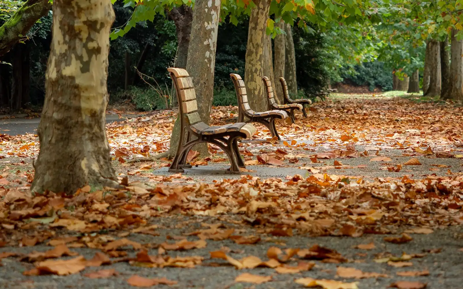 An empty park path lined with plane trees, wooden benches and fallen autumn leaves