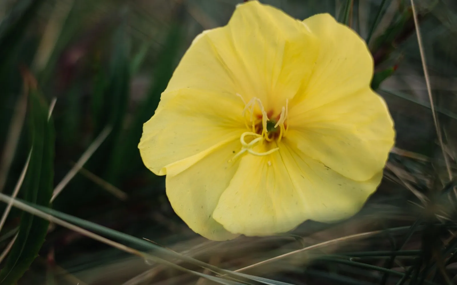 A single pale yellow evening primrose flower open among long grass