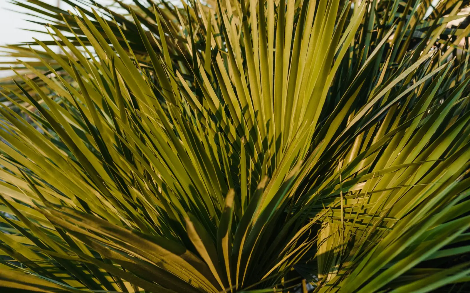 Close-up of the long, spiky green fan leaves of a palm in warm sunlight